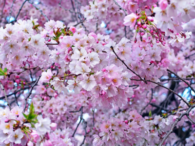 сакура, вишня, розовый, дерево, весна