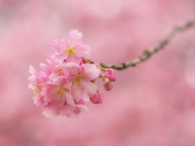 ветка, весна, сакура, розовый