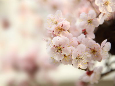 весна, сакура, дерево, макро