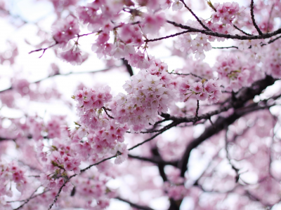 весна, сакура, вишня, дерево