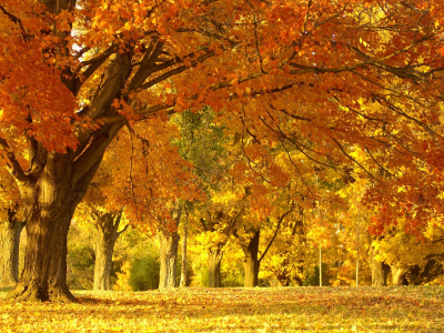 природа, пейзаж, парк, лес, деревья, осень, листва, красота