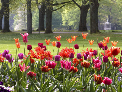 парк, клумба, цветы, тюльпаны