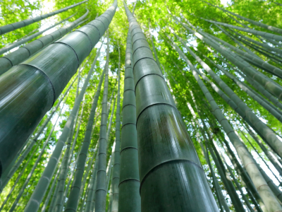 бамбук, стволы, макро, лес