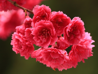 сакура, цветы