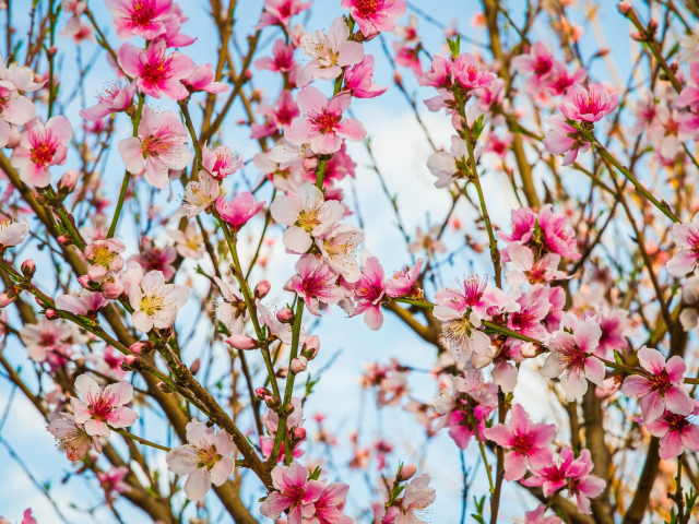 персиковое дерево, ветки, цветки, цветение, весна