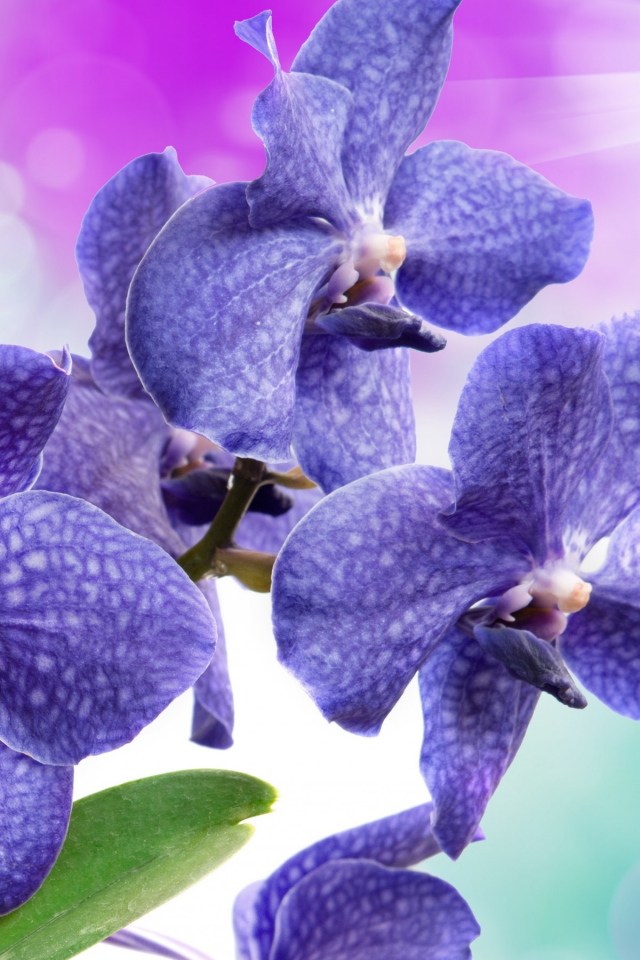 орхидеи, фон