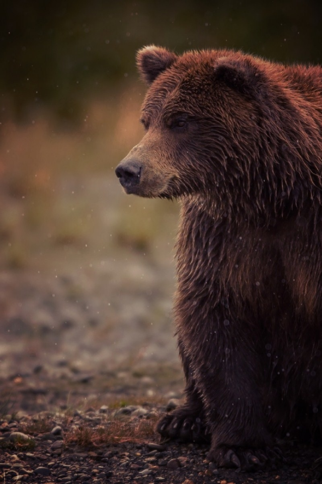 косолапый, brown, сидит, bear, бурый, медведь, sits, мокрый, wet