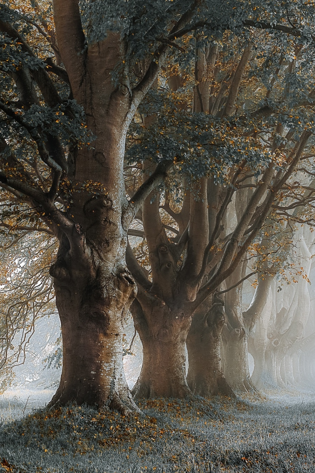 утро, туман, деревья