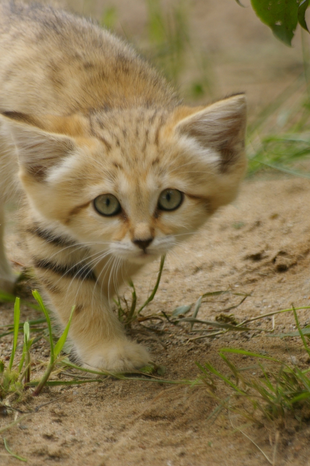 sand cat, взгляд, котёнок, барханная кошка, трава