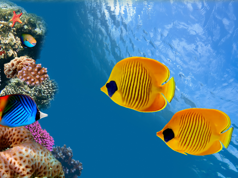 underwater, reef, колонии кораллов, coral colony, thailand, siam bay, fish, ocean