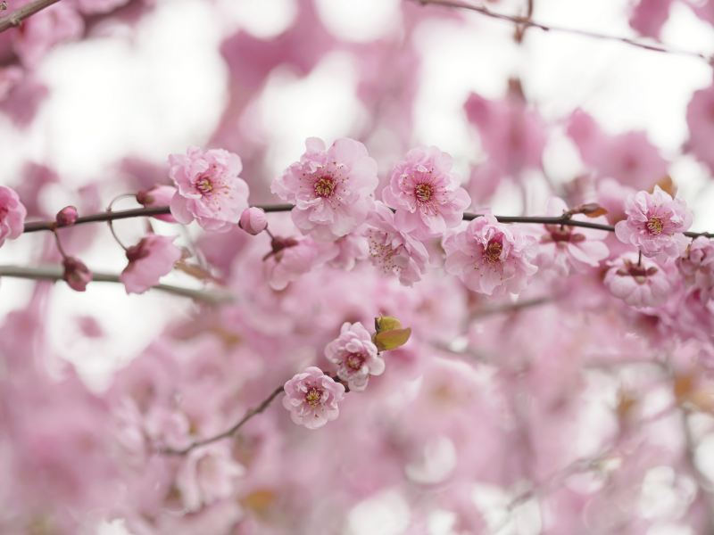 весна, дерево, ветка, розовый, цветение, нежность, красота