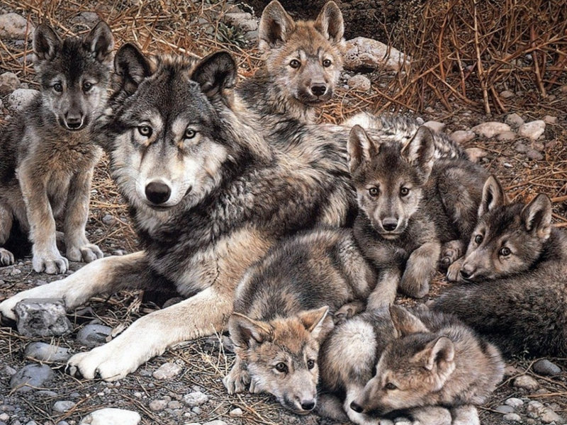 волчица, волчата, семья
