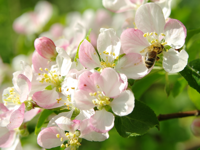 макро, яблоня, весна, цветение, пчела