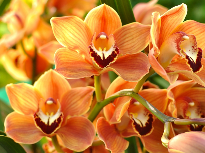 орхидея, макро, оранжевый