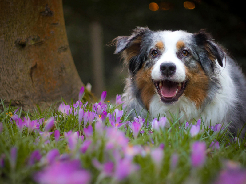 встралийская овчарка, усси, собака, радость, настроение, крокусы, цветы, весна