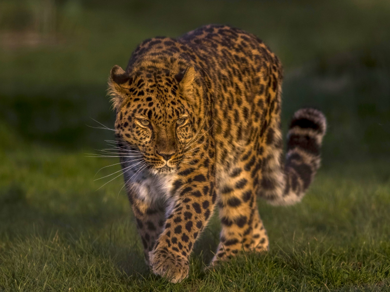 леопард, дикая кошка, красавец