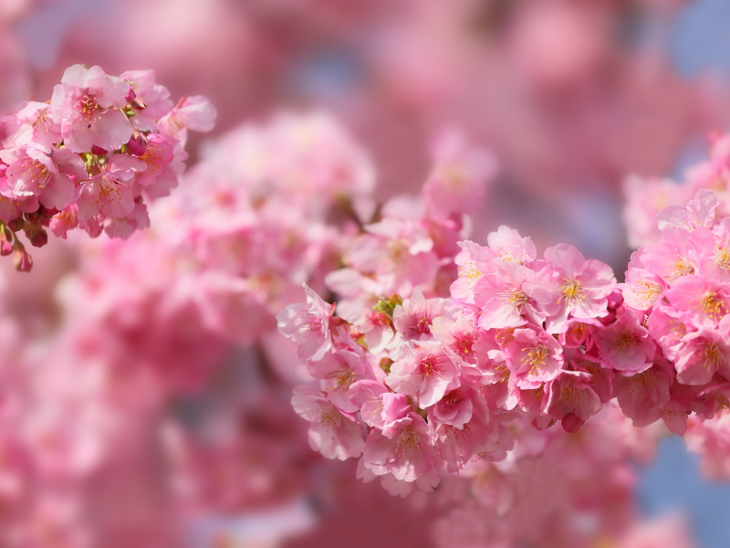 розовый, вишня, сакура, макро, весна