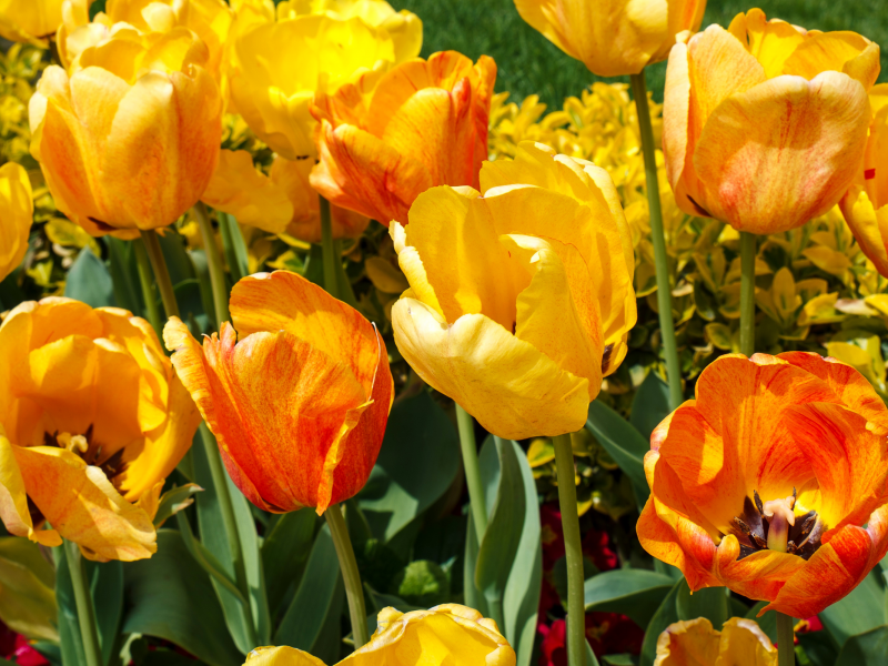 тюльпаны, желтые, красные, яркие, разноцветные, крупным планом