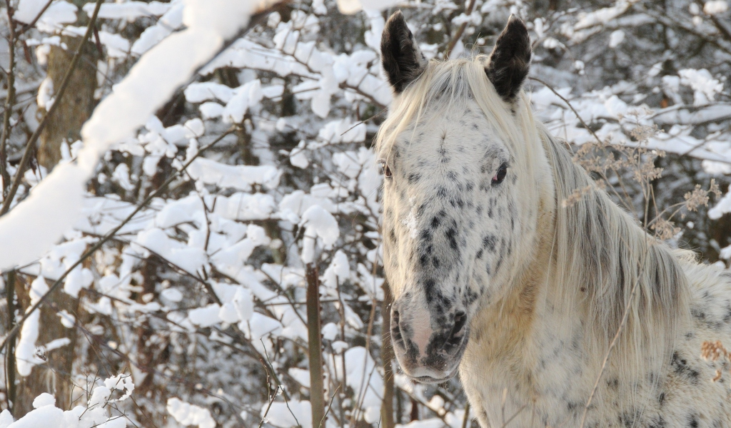 снег, зима, конь, лес, лошадь, морда