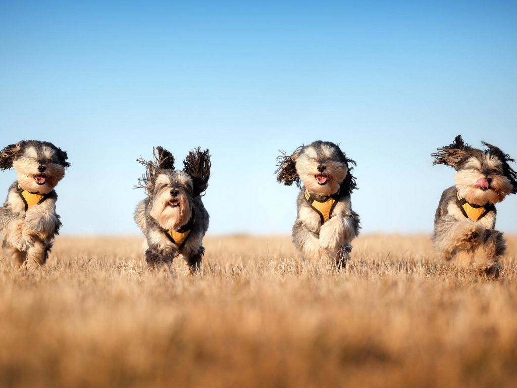 the mushketeers, бег, собаки, поле