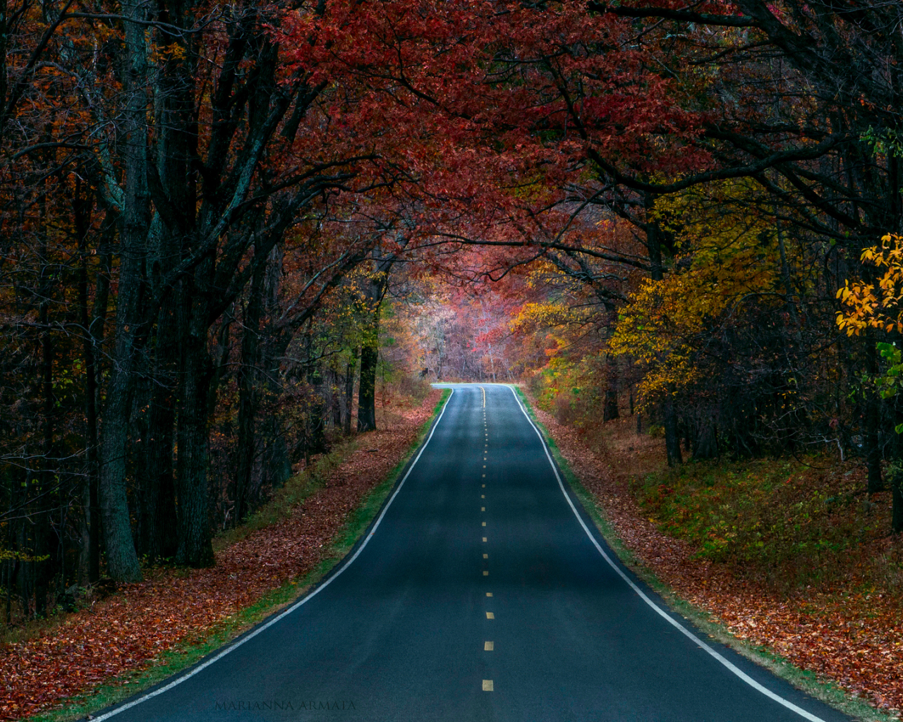 краски, дорога, деревья, природа, осень, лес