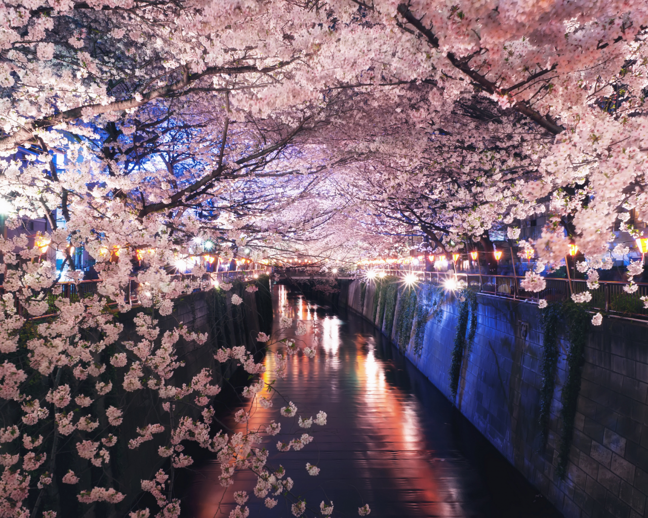 ночь, канал, япония, цветение, огни, сакура, весна