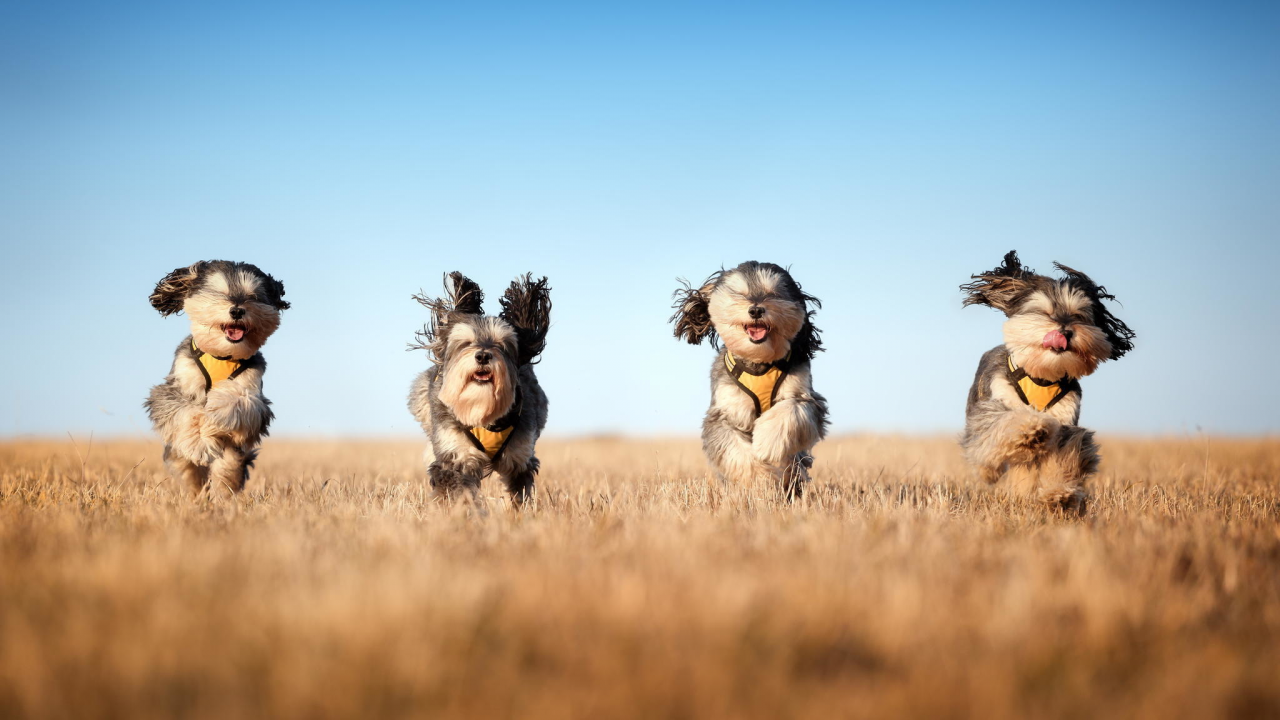 the mushketeers, бег, собаки, поле