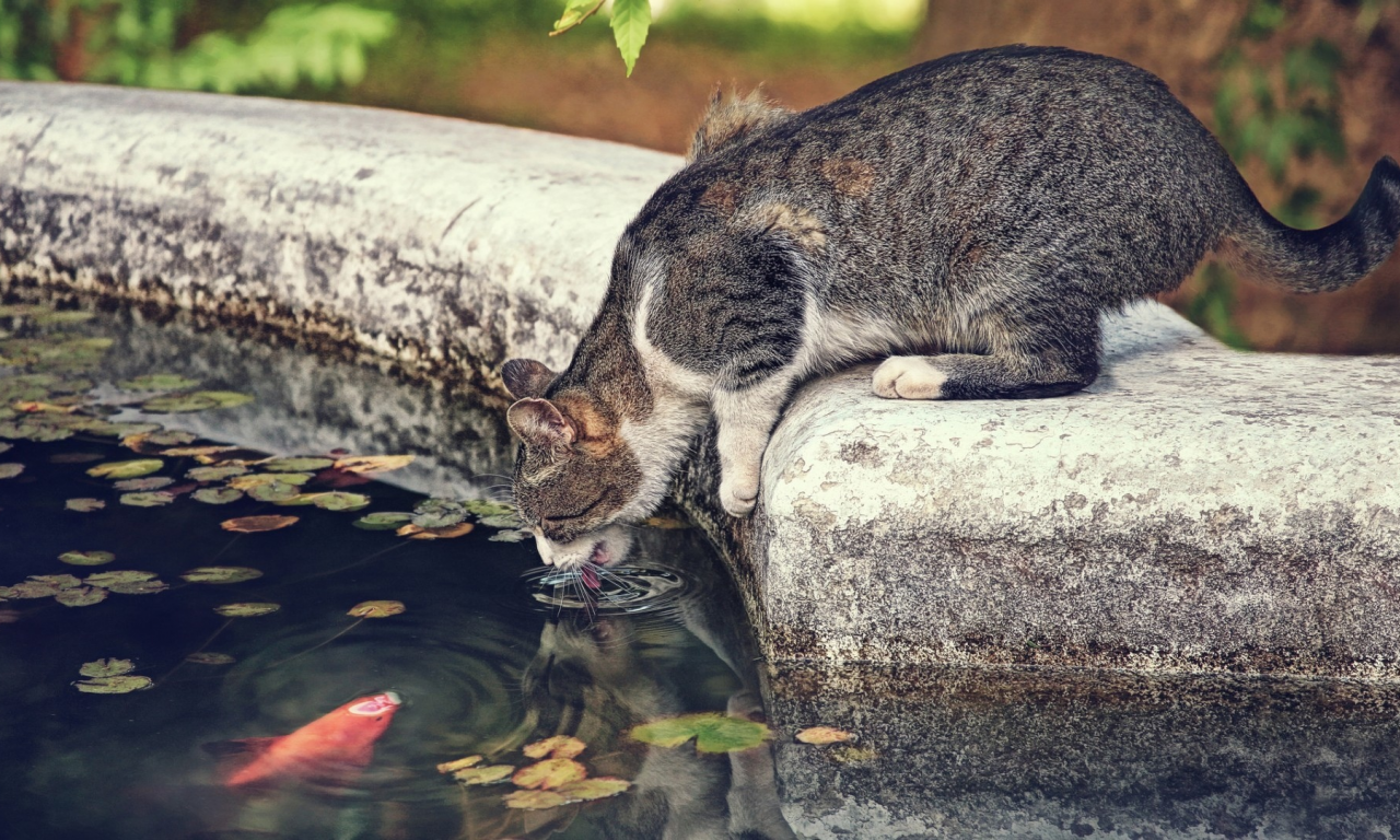 кот, кошка, рыба, жажда, ситуация