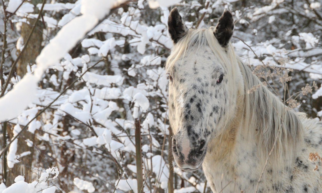 снег, зима, конь, лес, лошадь, морда