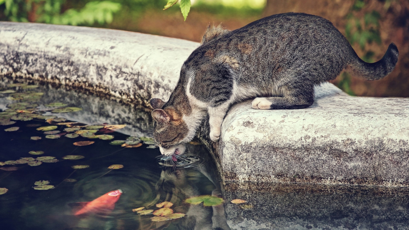 кот, кошка, рыба, жажда, ситуация