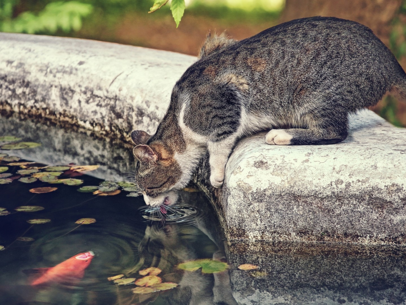 кот, кошка, рыба, жажда, ситуация