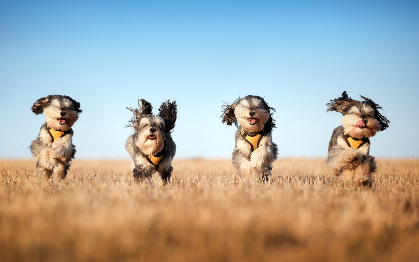 the mushketeers, бег, собаки, поле