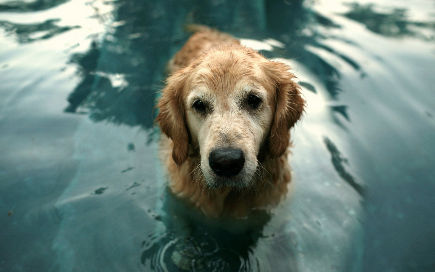 собака, вода, друг, взгляд