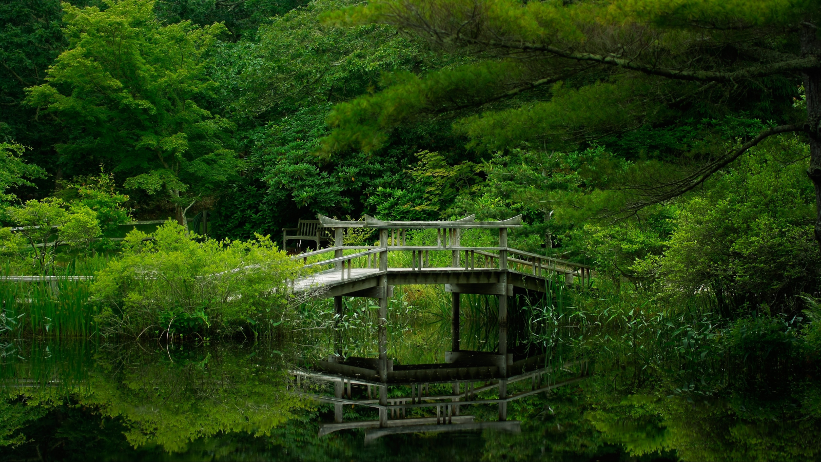 forest, park, green, water, reflection, beautiful, nature, lake, bridge, garden, sun, summer, sky, wide