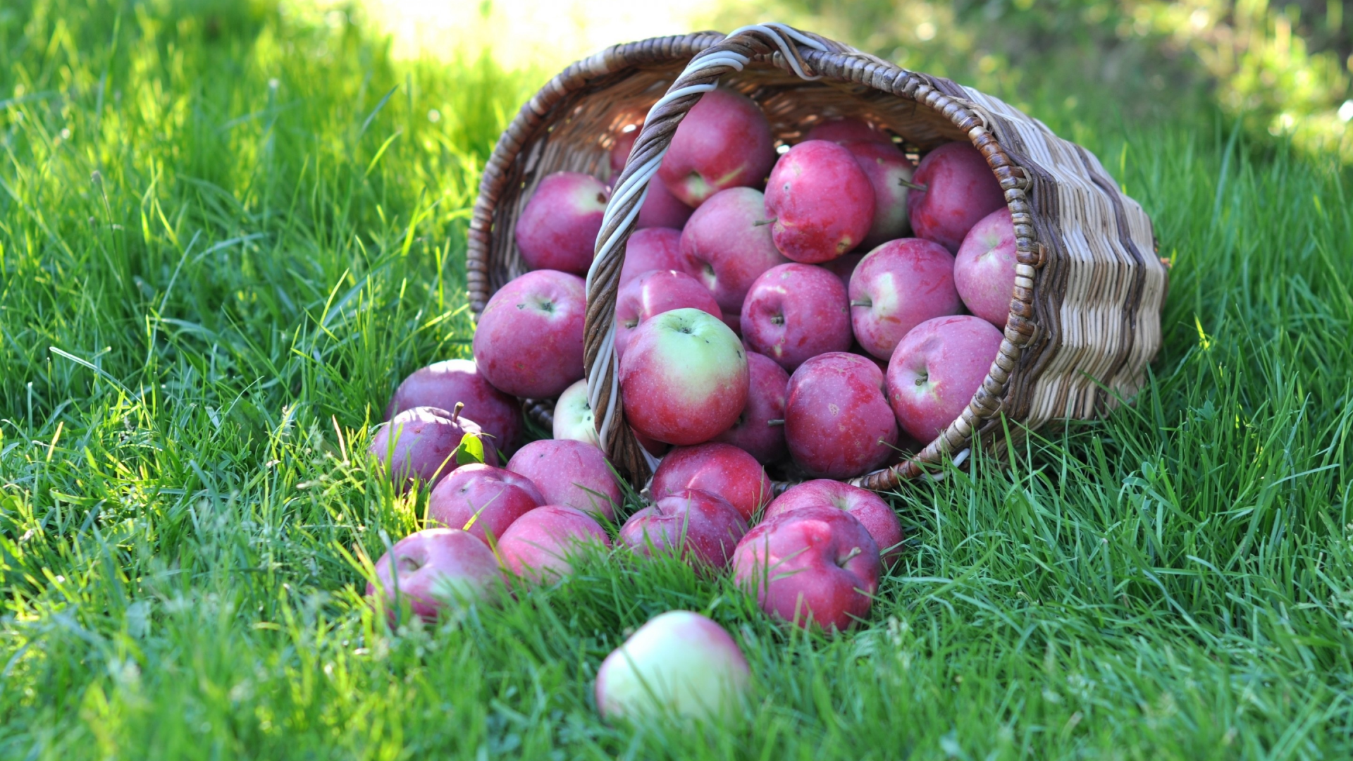 яблоки, урожай, макро, фрукт, корзина