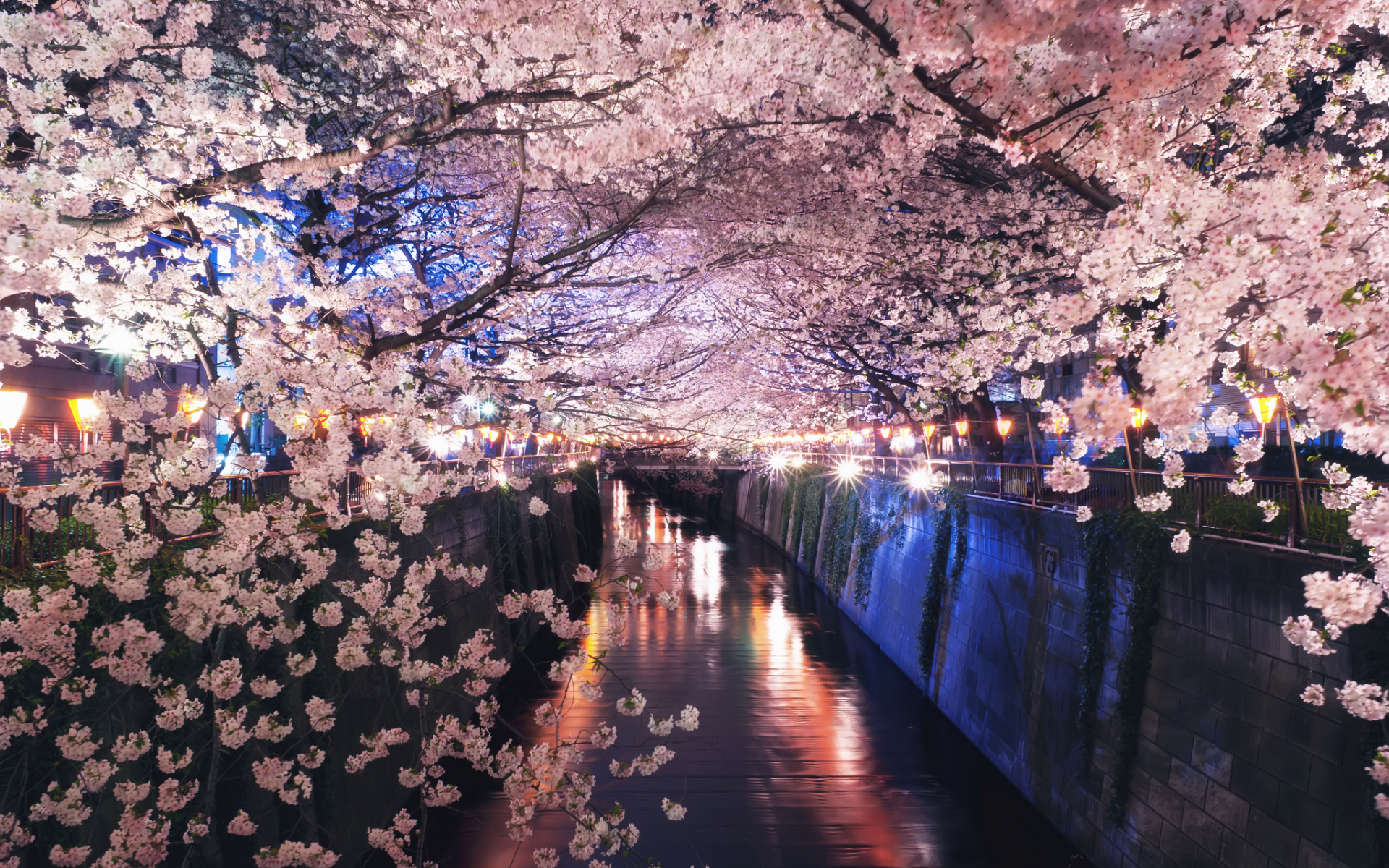 ночь, канал, япония, цветение, огни, сакура, весна