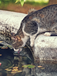 кот, кошка, рыба, жажда, ситуация