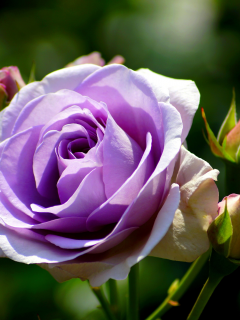 роза, фиолетовая