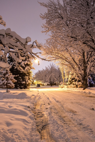 природа, зима, снег, деревья, новый год, красиво, вечер