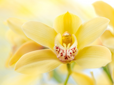 орхидея, макро, желтый