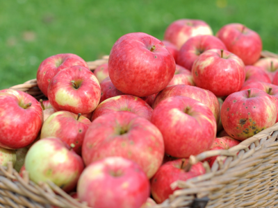 яблоки, урожай, макро, фрукт