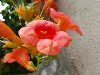 flowers, nature