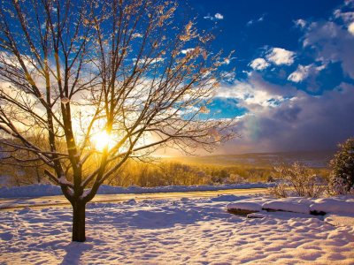 зима, дерево, закат