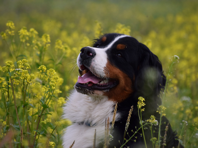 собака, морда, радость, цветы