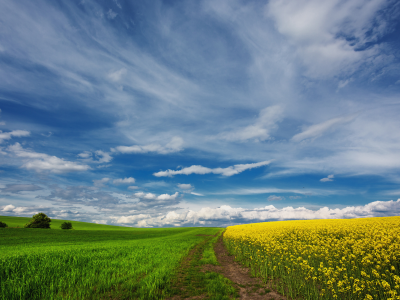 цветы, трава, поле, пшеница, небо, облака, дорога, деревья, пейзаж, природа, весна