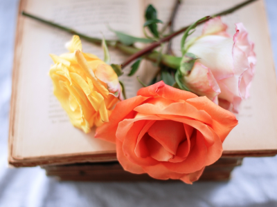 желтая, оранжевая, книга, розовая, розы, цветы