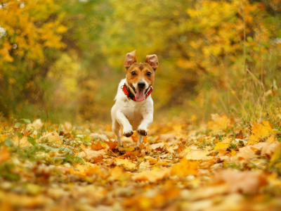 природа, бег, осень, пасть, скорость, собака, радость