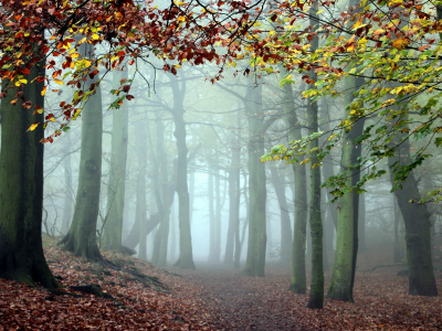 forest, park, green, fog, reflection, beautiful, nature, lake, path, garden, sun, summer, sky, wide