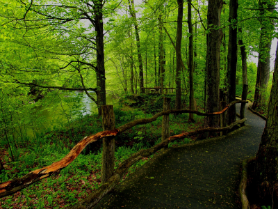 forest, road, park, green, water, reflection, beautiful, nature, lake, green, landscapes, nature, trees, grass, parks, garden, sun, summer, sky, wide