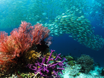 подводный мир, море, рыбы, косяк, кораллы, природа